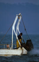 Pêche à la coquille. © Philip Plisson / Plisson La Trinité / AA08958 - Nos reportages photos - Mots clés