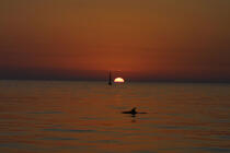 Le jour s'éclipse. Un dauphin salue les Poulains. © Philip Plisson / Plisson La Trinité / AA08978 - Nos reportages photos - Belle-Ile