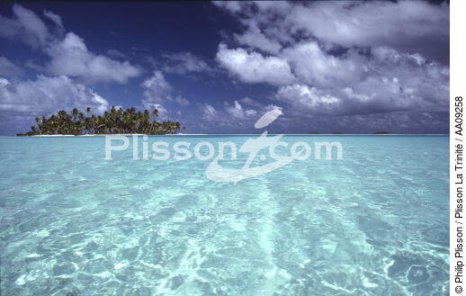 Polynésie française. - © Philip Plisson / Plisson La Trinité / AA09258 - Nos reportages photos - Palmier
