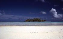 Polynésie française. © Philip Plisson / Plisson La Trinité / AA09260 - Nos reportages photos - Arbre