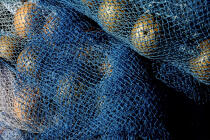 Filet de pêche. © Philip Plisson / Plisson La Trinité / AA09295 - Photo Galleries - Fishing nets