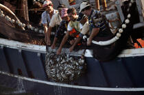 Pêche dans le Golfe de Patra. © Philip Plisson / Plisson La Trinité / AA09547 - Nos reportages photos - Equipage