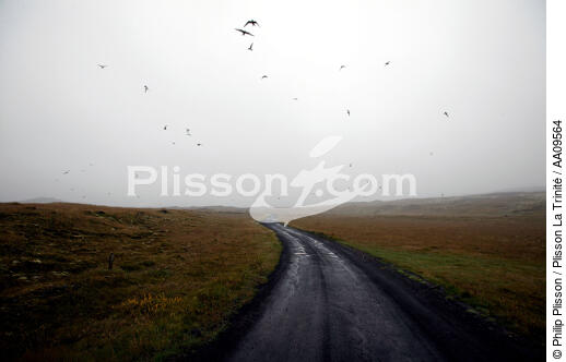 Vol d'oiseaux en Islande. - © Philip Plisson / Plisson La Trinité / AA09564 - Photo Galleries - Iceland