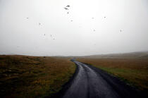 Vol d'oiseaux en Islande. © Philip Plisson / Plisson La Trinité / AA09564 - Photo Galleries - Rain