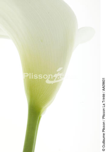 Arum. - © Guillaume Plisson / Plisson La Trinité / AA09601 - Photo Galleries - Flower