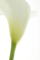 Arum. © Guillaume Plisson / Plisson La Trinité / AA09601 - Photo Galleries - Flower