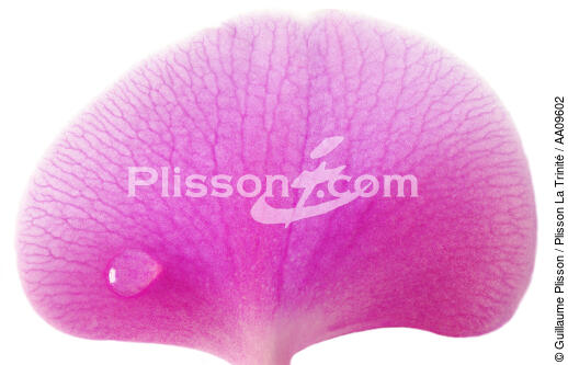Orchidée rose. - © Guillaume Plisson / Plisson La Trinité / AA09602 - Nos reportages photos - Flore