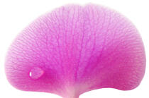 Orchidée rose. © Guillaume Plisson / Plisson La Trinité / AA09602 - Nos reportages photos - Fleur