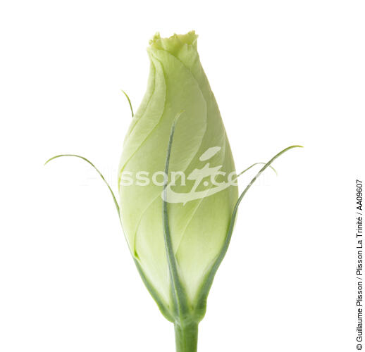 White rosebud. - © Guillaume Plisson / Plisson La Trinité / AA09607 - Photo Galleries - Flora