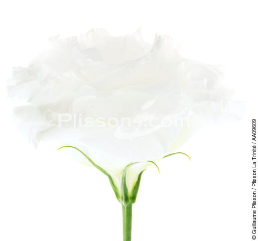 Rose blanche. - © Guillaume Plisson / Plisson La Trinité / AA09609 - Nos reportages photos - Flore