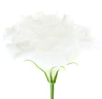 Rose blanche. © Guillaume Plisson / Plisson La Trinité / AA09609 - Nos reportages photos - Faune et Flore