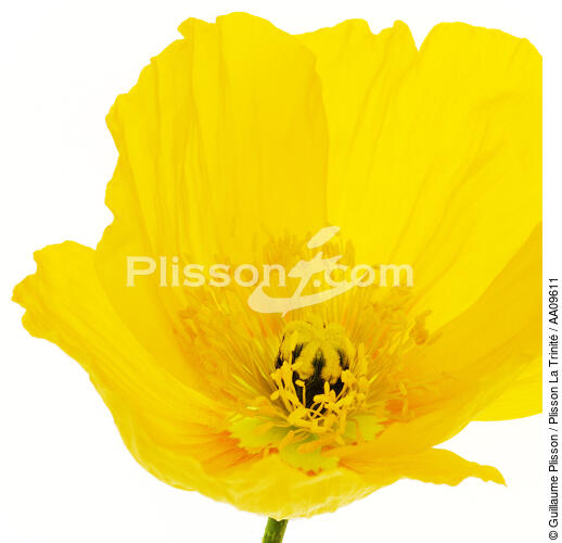 Yellow Poppy. - © Guillaume Plisson / Plisson La Trinité / AA09611 - Photo Galleries - Poppy