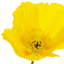 Yellow Poppy. © Guillaume Plisson / Plisson La Trinité / AA09611 - Photo Galleries - Flower
