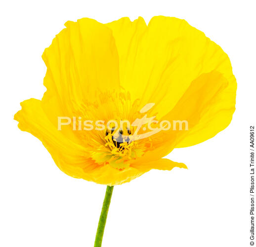 Yellow Poppy. - © Guillaume Plisson / Plisson La Trinité / AA09612 - Photo Galleries - Flower