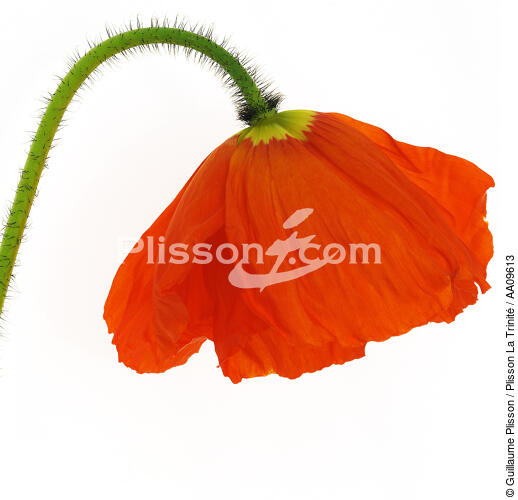 Orange Poppy. - © Guillaume Plisson / Plisson La Trinité / AA09613 - Photo Galleries - Flora