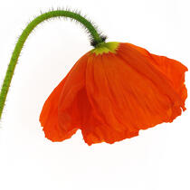 Orange Poppy. © Guillaume Plisson / Plisson La Trinité / AA09613 - Photo Galleries - Square format