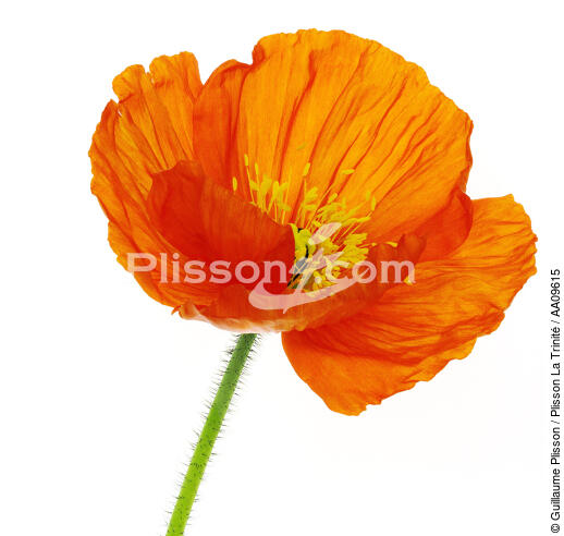 Orange Poppy. - © Guillaume Plisson / Plisson La Trinité / AA09615 - Photo Galleries - Poppy