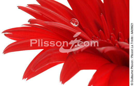 Gerbera rouge. - © Guillaume Plisson / Plisson La Trinité / AA09621 - Nos reportages photos - Végétal