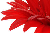 Red gerbera. © Guillaume Plisson / Plisson La Trinité / AA09621 - Photo Galleries - Flower