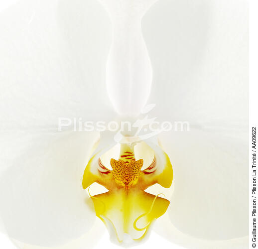 Orchidée blanche. - © Guillaume Plisson / Plisson La Trinité / AA09622 - Nos reportages photos - Format carré