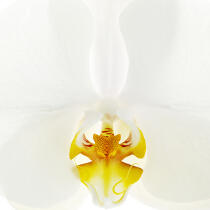 White orchis. © Guillaume Plisson / Plisson La Trinité / AA09622 - Photo Galleries - Orchid