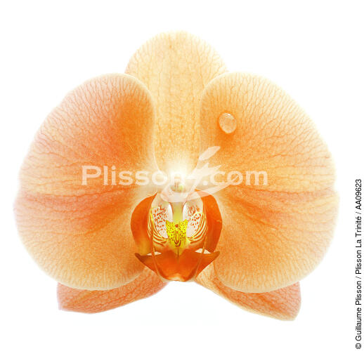 Orange orchis. - © Guillaume Plisson / Plisson La Trinité / AA09623 - Photo Galleries - Orchid