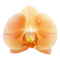 Orchidée orange. © Guillaume Plisson / Plisson La Trinité / AA09623 - Nos reportages photos - Végétal