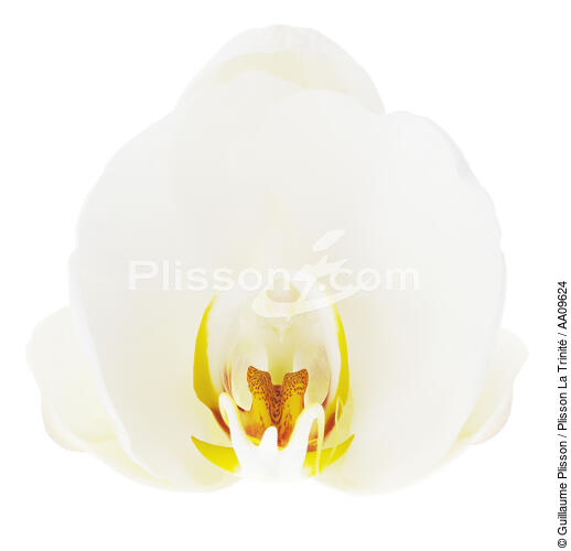 White orchis. - © Guillaume Plisson / Plisson La Trinité / AA09624 - Photo Galleries - Vegetal