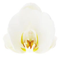 Orchidée blanche. © Guillaume Plisson / Plisson La Trinité / AA09624 - Nos reportages photos - Orchidée