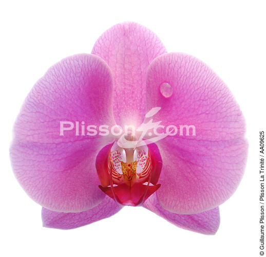 Rose orchis. - © Guillaume Plisson / Plisson La Trinité / AA09625 - Photo Galleries - Orchid