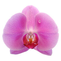 Orchidée rose. © Guillaume Plisson / Pêcheur d’Images / AA09625 - Nos reportages photos - Végétal