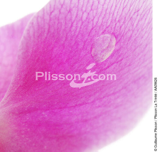 Orchidée rose. - © Guillaume Plisson / Plisson La Trinité / AA09626 - Nos reportages photos - Fleur
