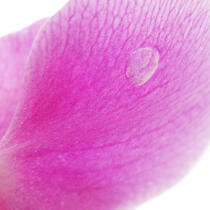 Orchidée rose. © Guillaume Plisson / Plisson La Trinité / AA09626 - Nos reportages photos - Orchidée