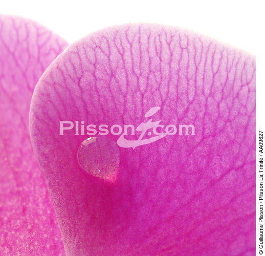 Rose orchis. - © Guillaume Plisson / Plisson La Trinité / AA09627 - Photo Galleries - Vegetal