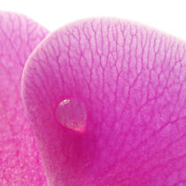 Orchidée rose. © Guillaume Plisson / Pêcheur d’Images / AA09627 - Nos reportages photos - Végétal
