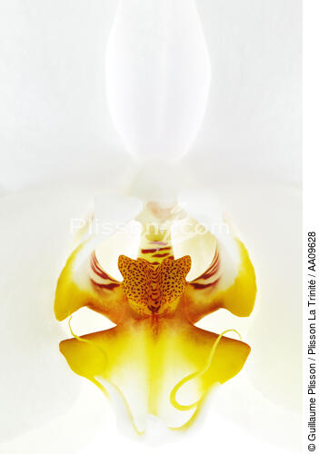 Orchidée blanche. - © Guillaume Plisson / Plisson La Trinité / AA09628 - Nos reportages photos - Orchidée