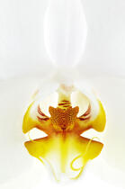 Orchidée blanche. © Guillaume Plisson / Plisson La Trinité / AA09628 - Nos reportages photos - Fleur