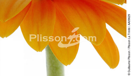 Gerbera orange. - © Guillaume Plisson / Plisson La Trinité / AA09629 - Nos reportages photos - Végétal