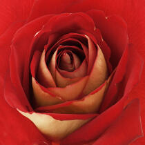 Red rose. © Guillaume Plisson / Plisson La Trinité / AA09630 - Photo Galleries - Square format