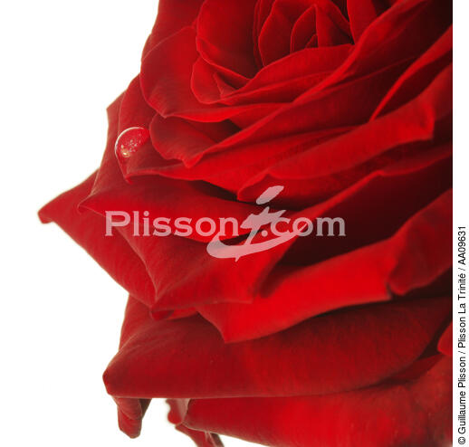Rose rouge. - © Guillaume Plisson / Plisson La Trinité / AA09631 - Nos reportages photos - Flore