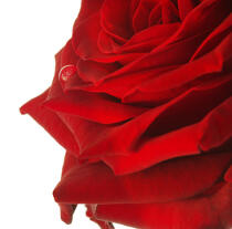 Rose rouge. © Guillaume Plisson / Plisson La Trinité / AA09631 - Nos reportages photos - Flore