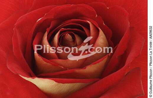 Rose rouge. - © Guillaume Plisson / Plisson La Trinité / AA09632 - Nos reportages photos - Végétal