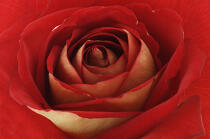 Rose rouge. © Guillaume Plisson / Plisson La Trinité / AA09632 - Nos reportages photos - Faune et Flore
