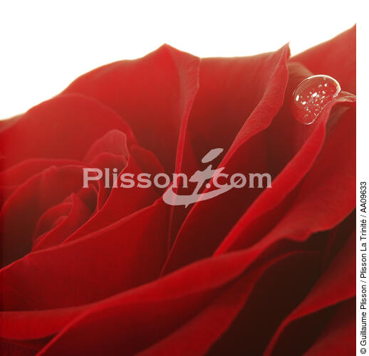 Red rose. - © Guillaume Plisson / Plisson La Trinité / AA09633 - Photo Galleries - Vegetal