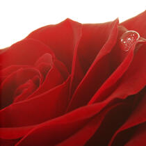 Rose rouge. © Guillaume Plisson / Plisson La Trinité / AA09633 - Nos reportages photos - Faune et Flore