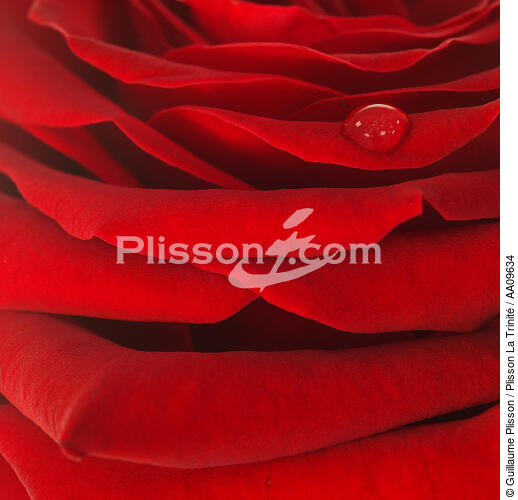 Rose rouge. - © Guillaume Plisson / Plisson La Trinité / AA09634 - Nos reportages photos - Rose