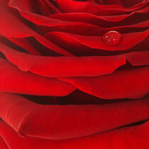 Rose rouge. © Guillaume Plisson / Plisson La Trinité / AA09634 - Nos reportages photos - Flore