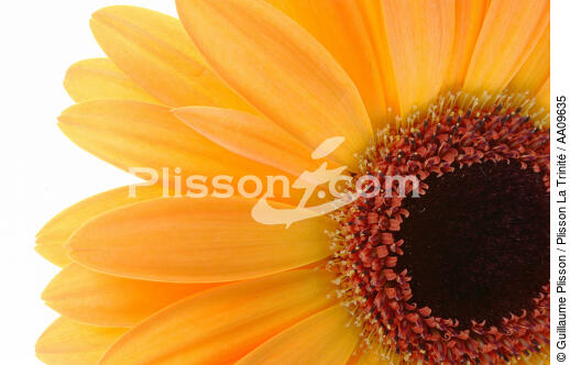 Gerbera orange. - © Guillaume Plisson / Plisson La Trinité / AA09635 - Nos reportages photos - Fleur