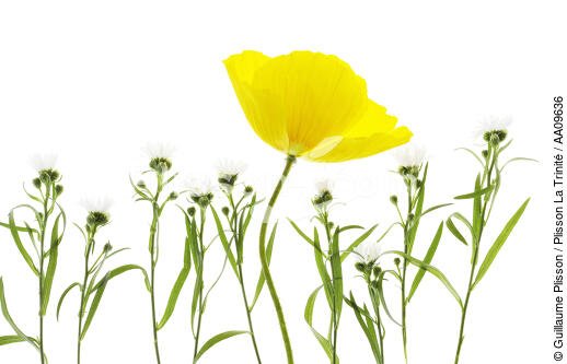 Yellow Poppy. - © Guillaume Plisson / Plisson La Trinité / AA09636 - Photo Galleries - Vegetal