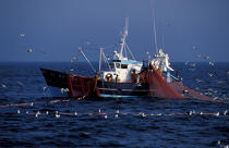Pêche à la Sardine. © Philip Plisson / Plisson La Trinité / AA09670 - Nos reportages photos - Faune et Flore